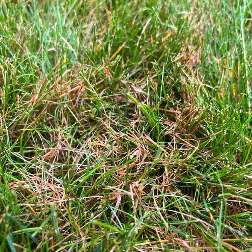 Red-thread-lawn-close-up