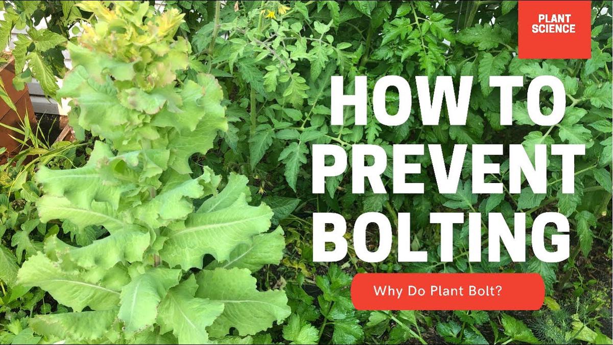 'Video thumbnail for How To Prevent Bolting? Why Do Plants Bolt In The Heat? | Gardening in Canada'