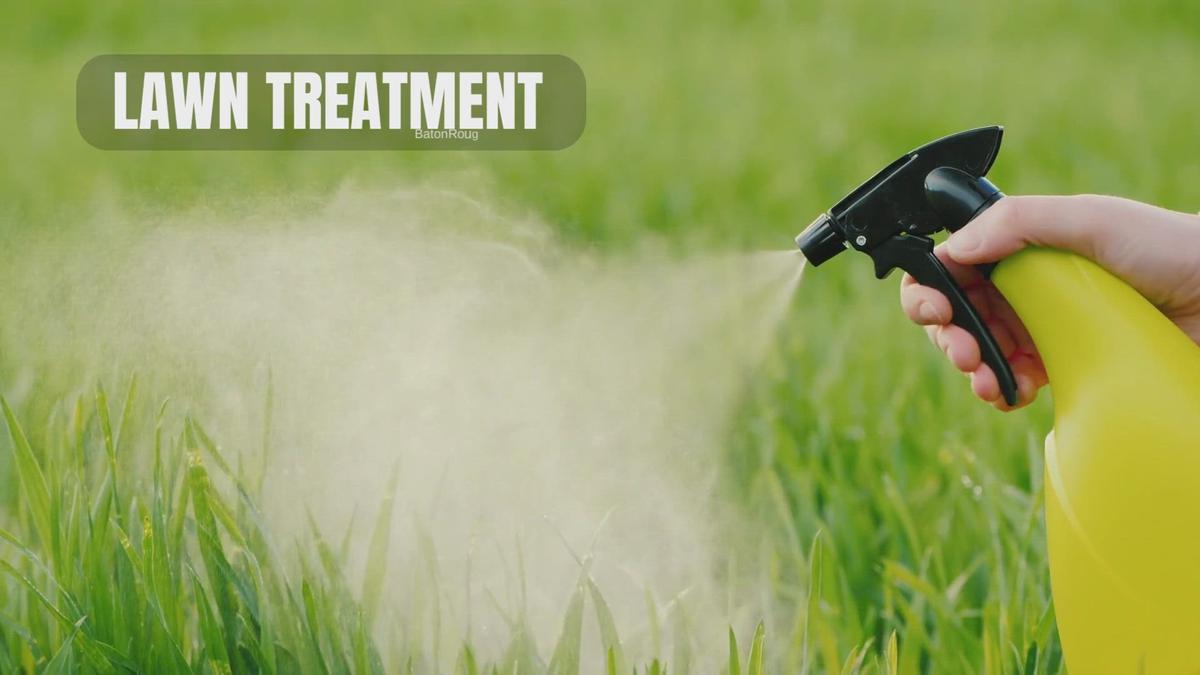 'Video thumbnail for Lawn Weed Tratment  How To Get Rid Of Torpedo Grass, dallisgrass,  Crabgrass 1'