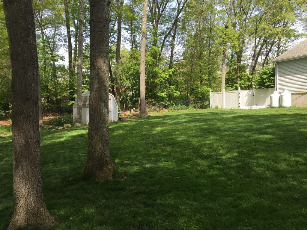 backyard-lawn-trees-2016
