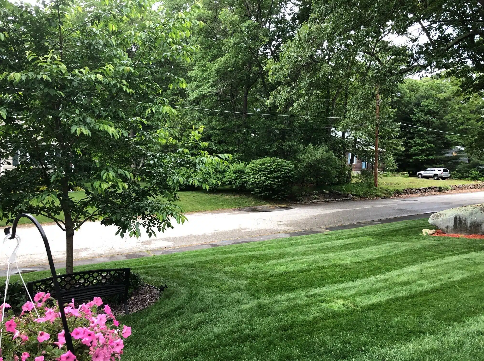 frontyard-lawn-yoshino-cherry-tree