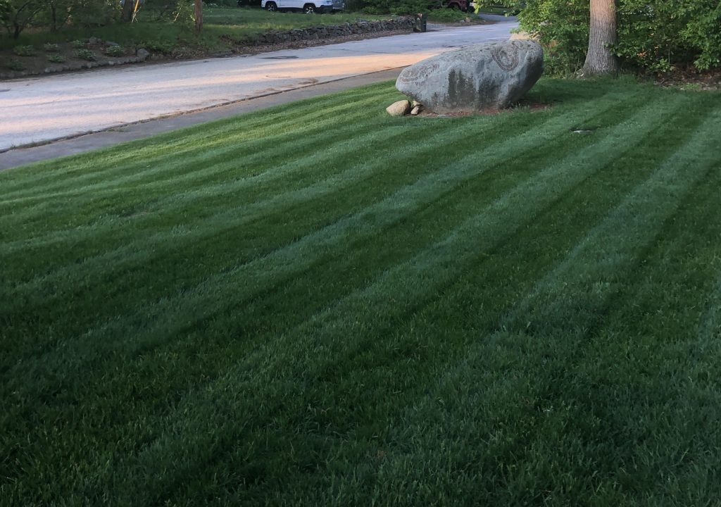 front-lawn-stripes