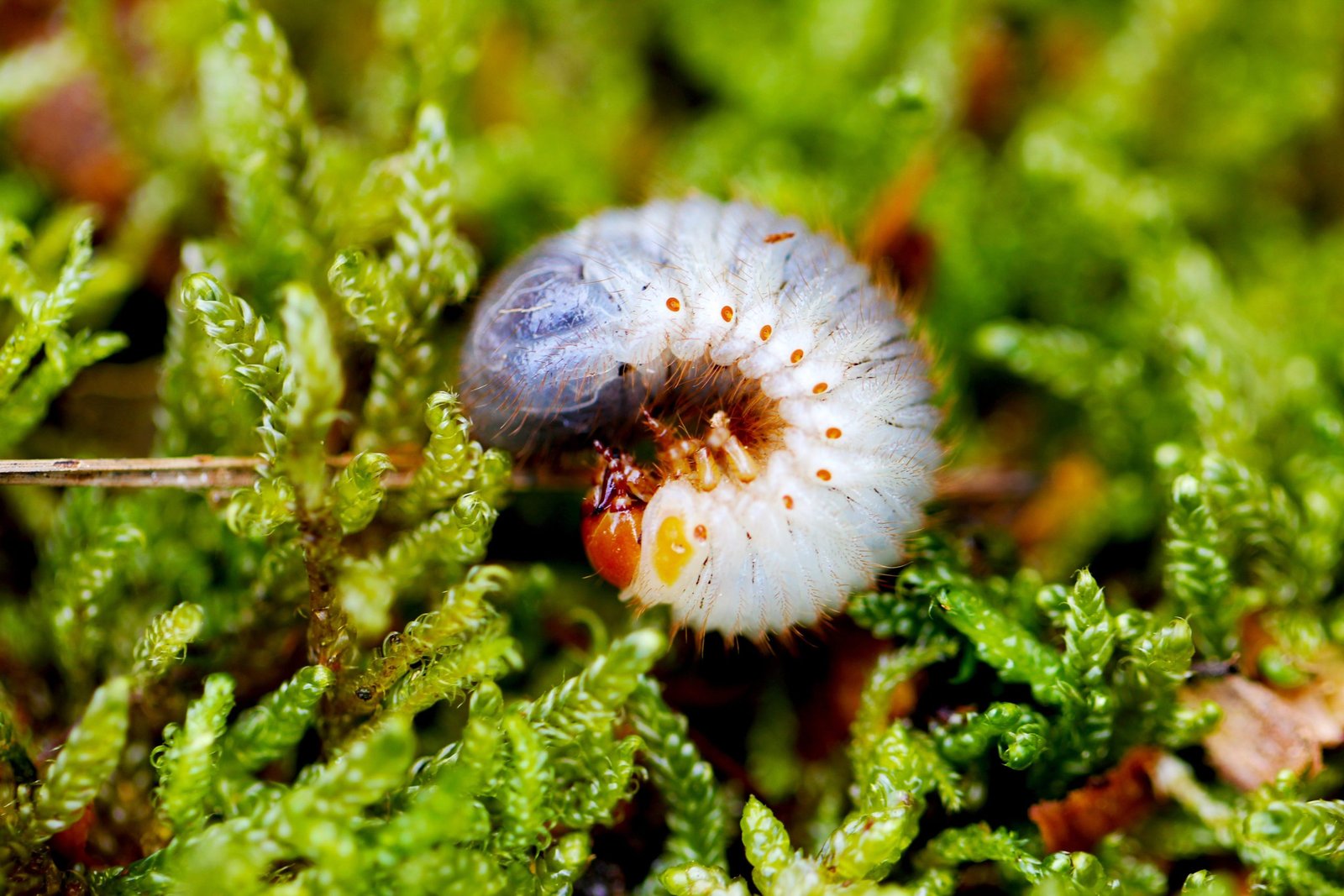 grubs scaled
