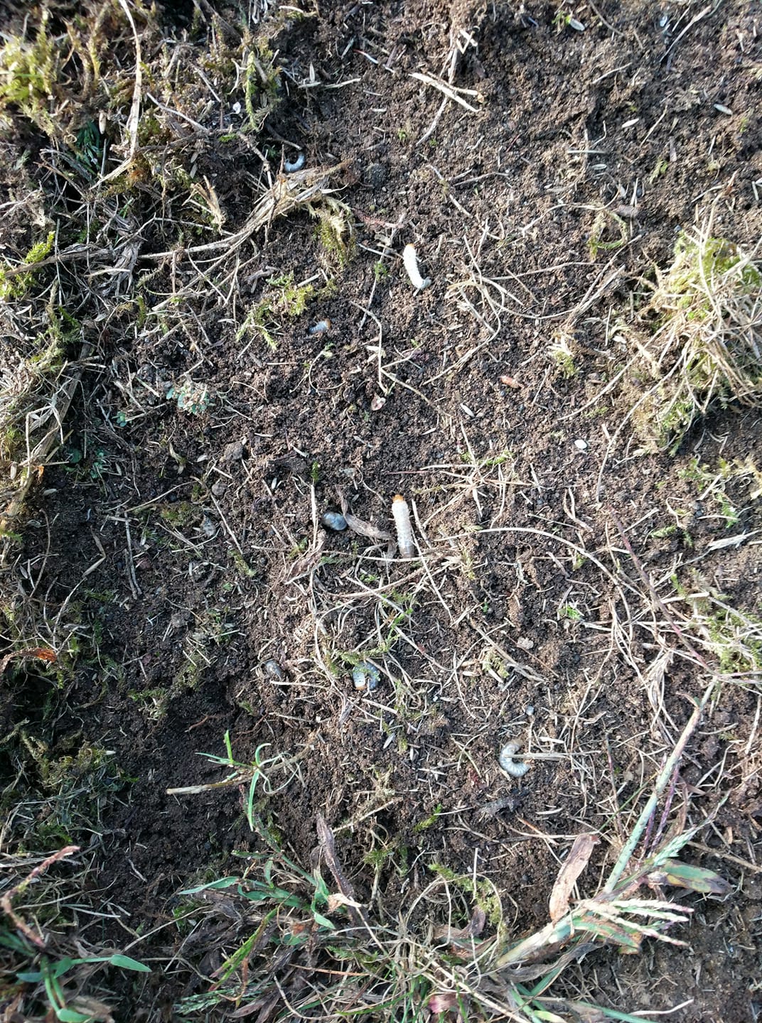 White lawn grubs worms