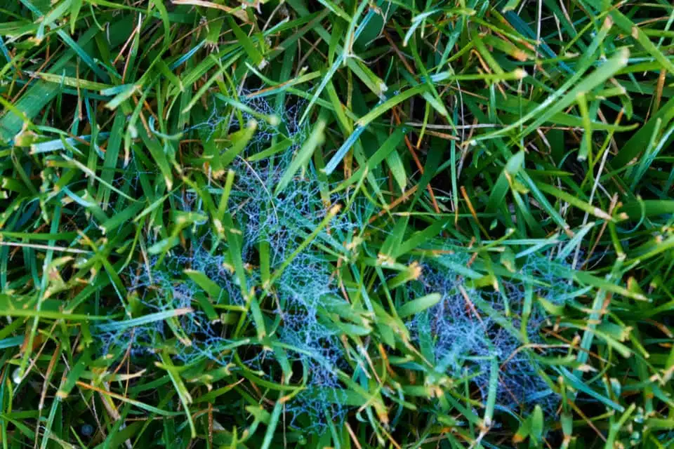 Brown Patch Disease Mycelium