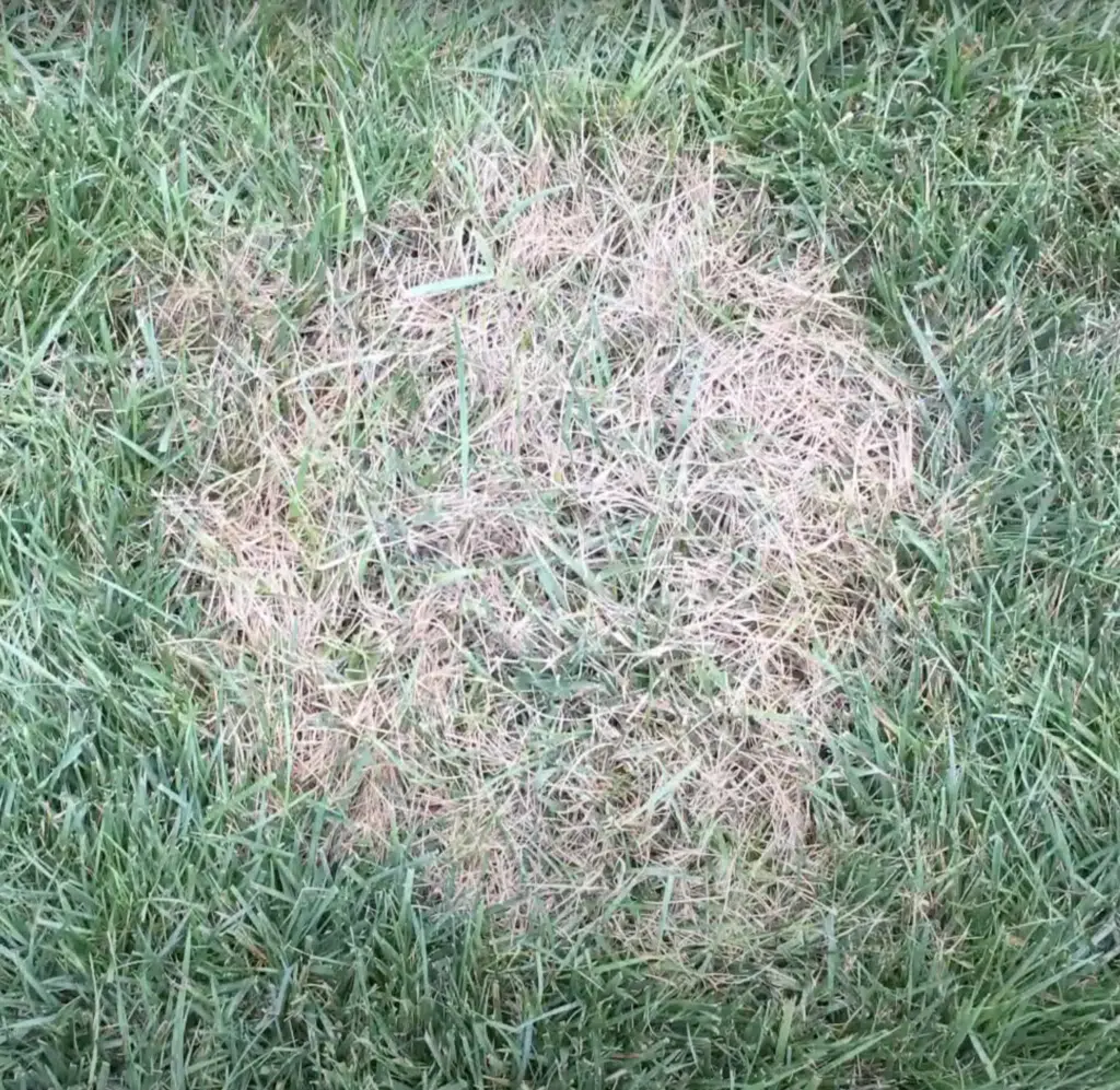 brown patch circular area