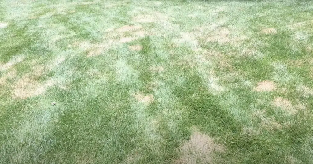 brown patch lawn disease