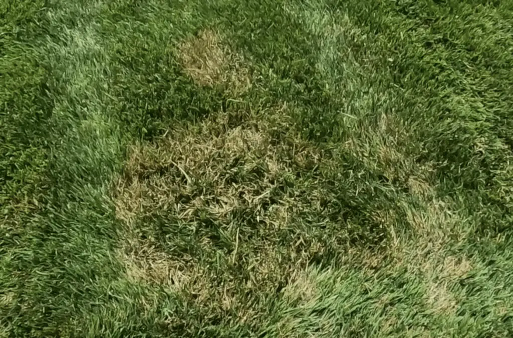 Brown patch lawn disease ring