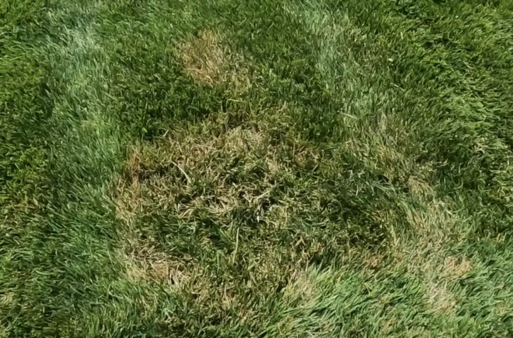brown patch lawn disease ring