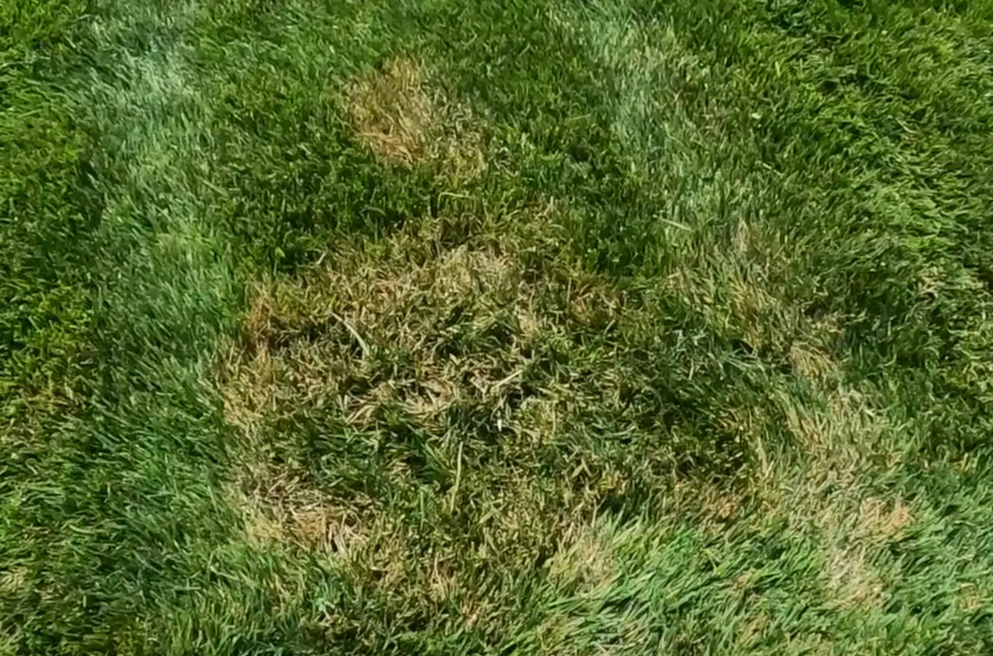 Brown patch lawn disease ring in tall fescue