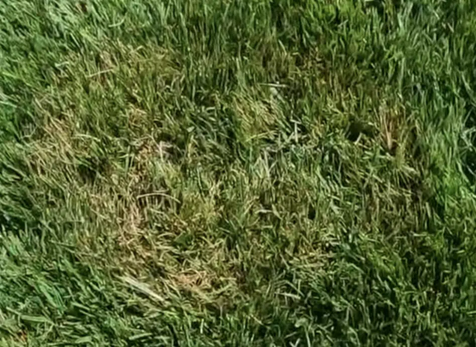 brown patch lawn fungus