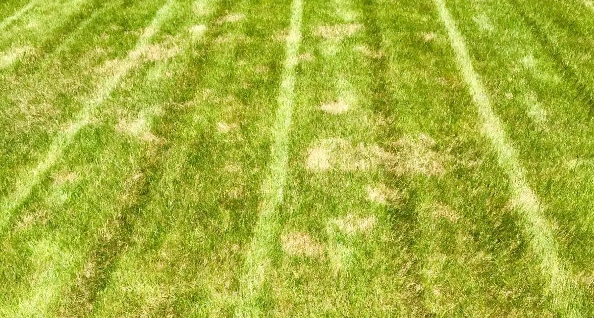 Brown patch | brown patch lawn disease (how to prevent + treat)