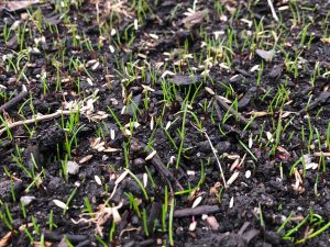 4 20 2020 front 2 1 rotated e1588702353542 | how to choose grass seed (types of warm & cool season lawn grass)