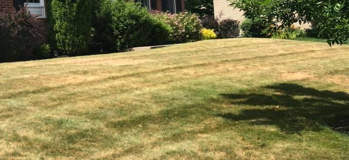 Drought heat stress | why is my grass turning yellow? (this is why your grass is not green)