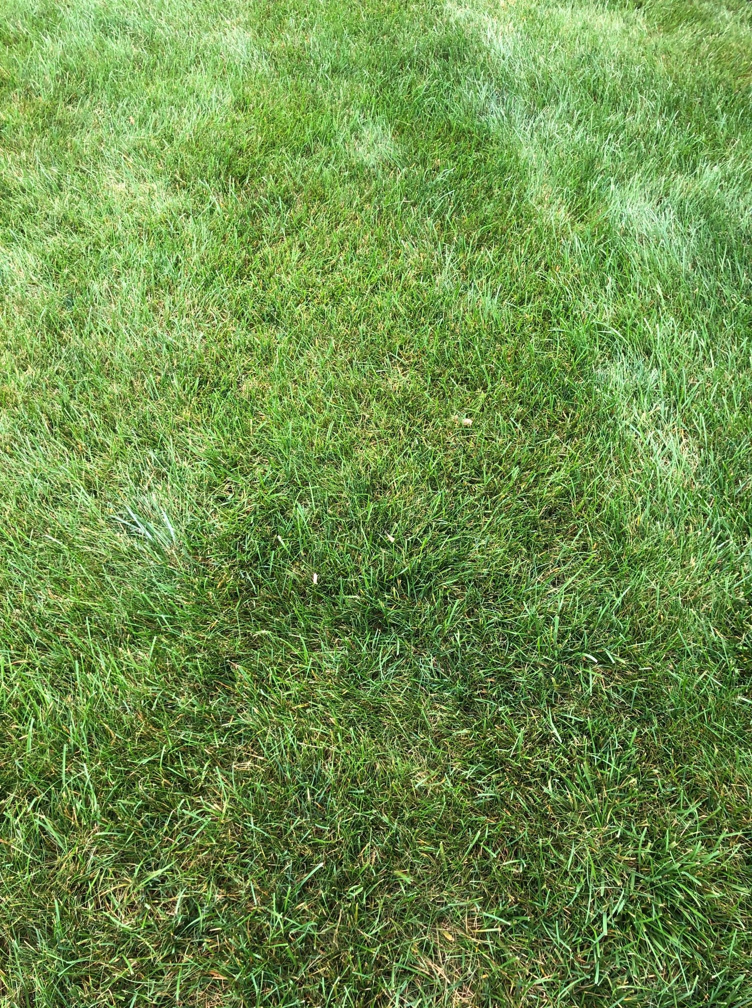 Hazy lawn rotated | why is my grass turning yellow? (this is why your grass is not green)