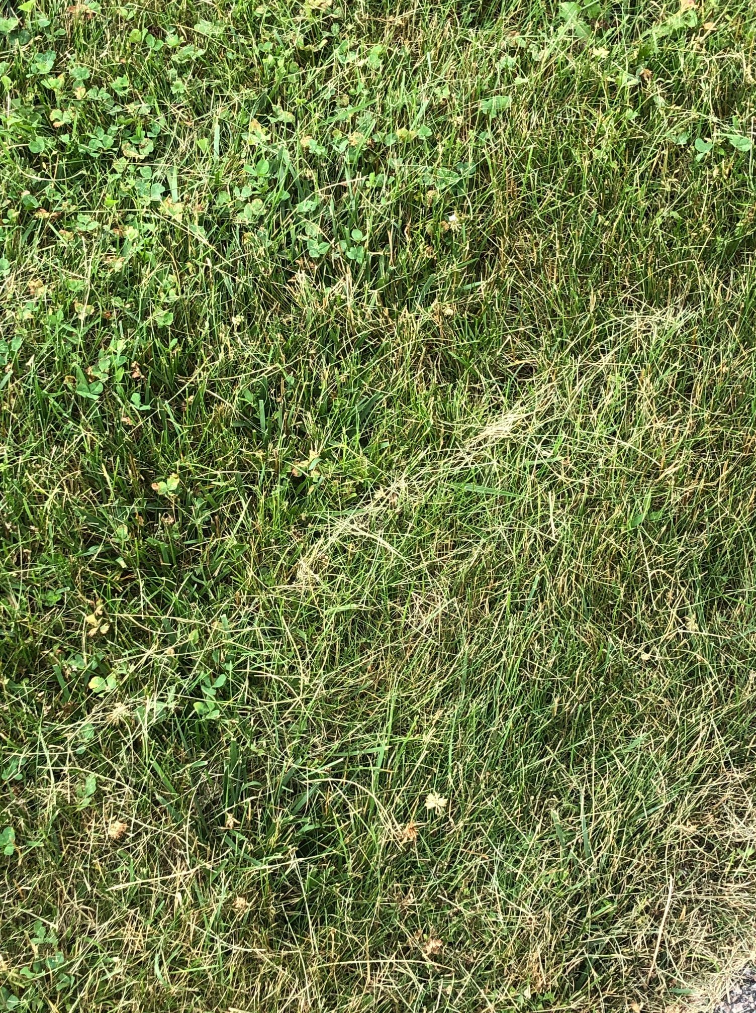 Improper mulching rotated | why is my grass turning yellow? (this is why your grass is not green)
