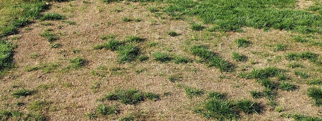 Insect damage | why is my grass turning yellow? (this is why your grass is not green)