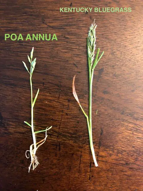Poa annua or kentucky bluegrass seeds | poa annua control – how to get rid of annual bluegrass
