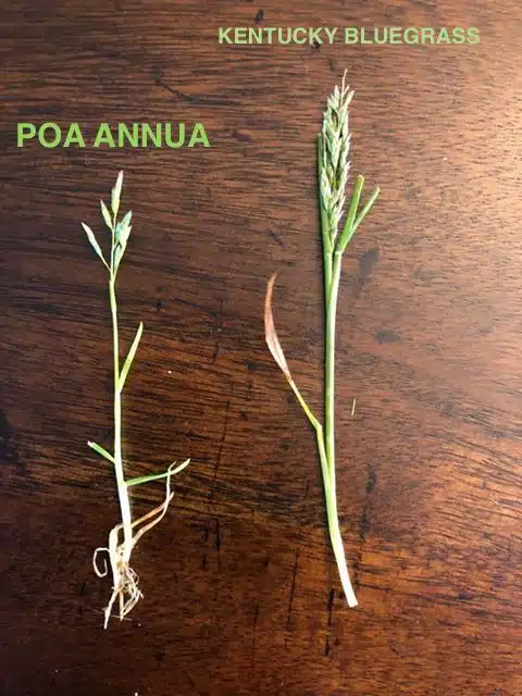 Poa annua or kentucky bluegrass seeds | how to kill poa annua (annual bluegrass/poa annua control)