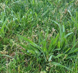 Smooth-crabgrass-weed