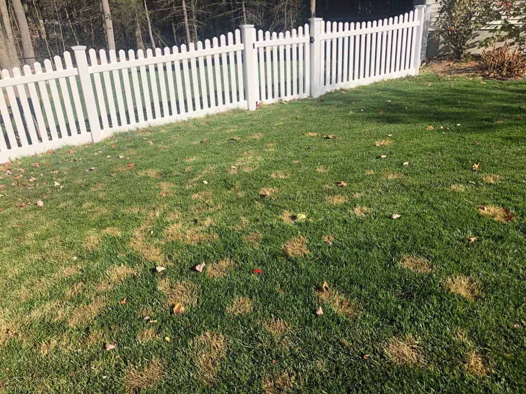 Chilling injury in lawn