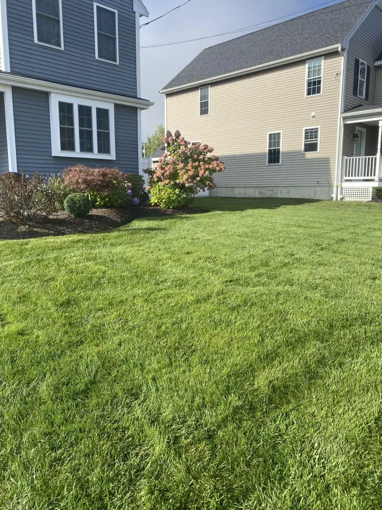 cured lawn after armada