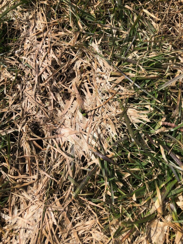 Gray snow mold matted