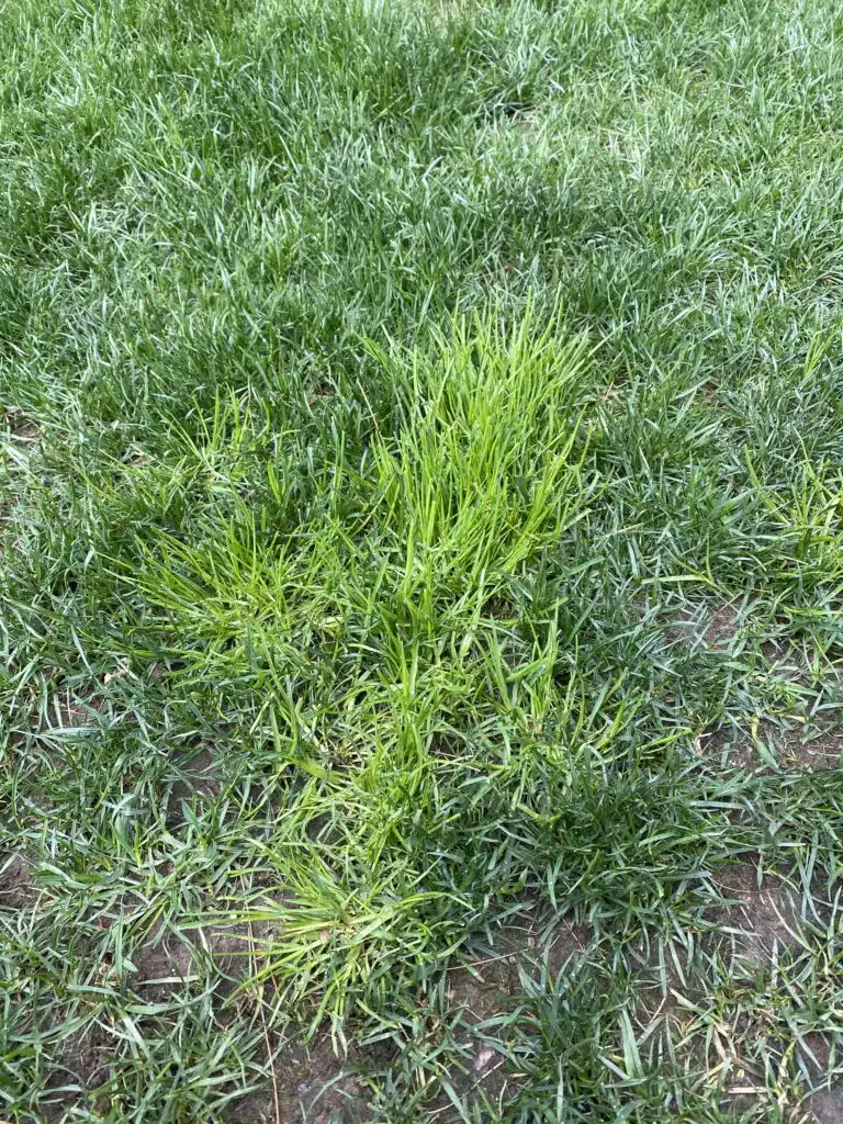 Poa Trivialis bunch in cool season lawn