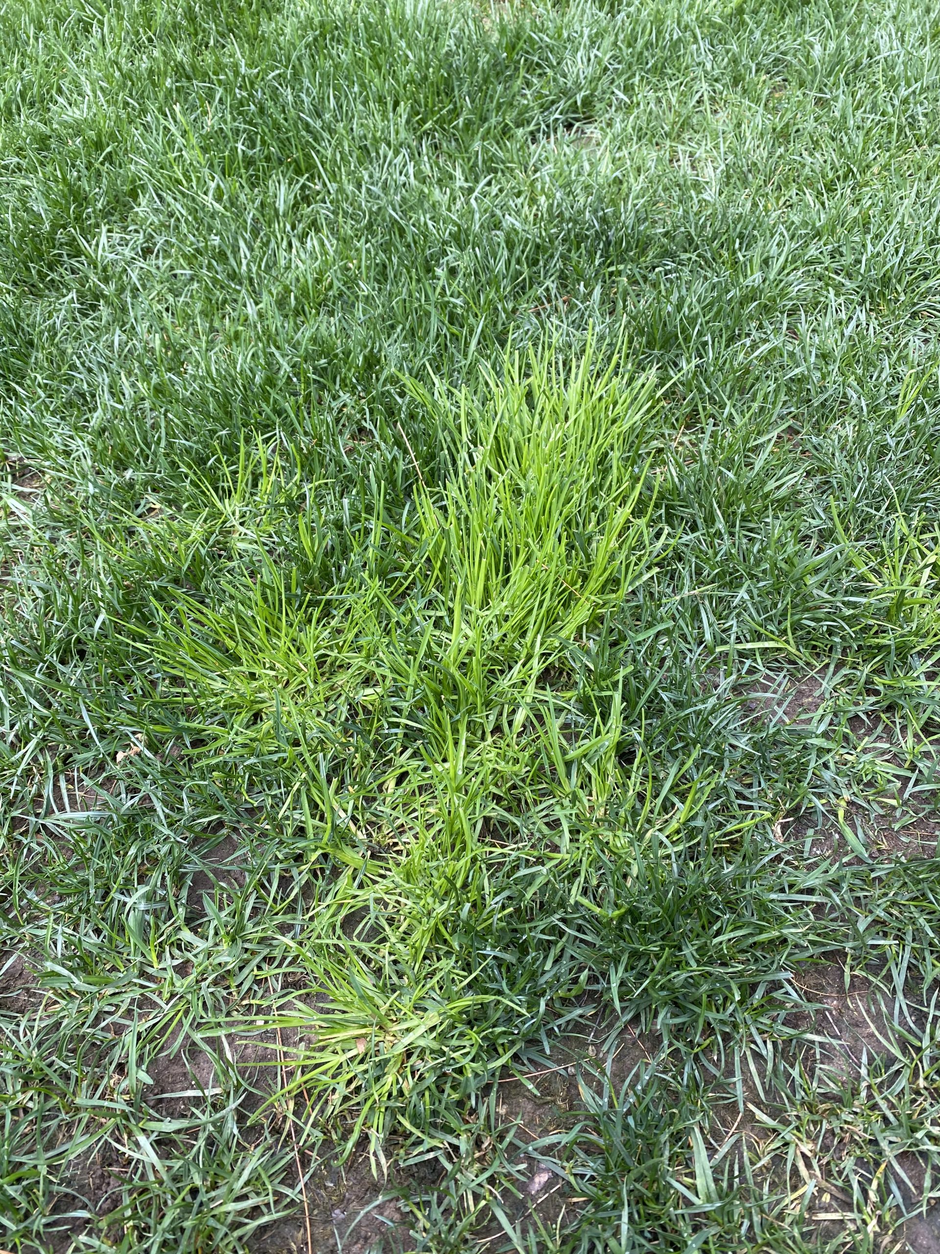 Poa Trivialis - The Ultimate Guide To Rough Bluegrass - A Complete Guide To  Poa Triv (Rough Bluegrass) Lawn Phix