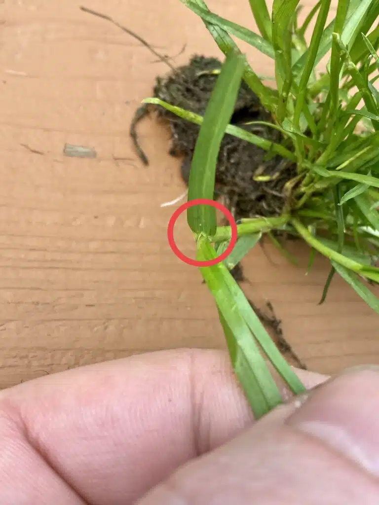 Poa Trivialis grass blade with ligule