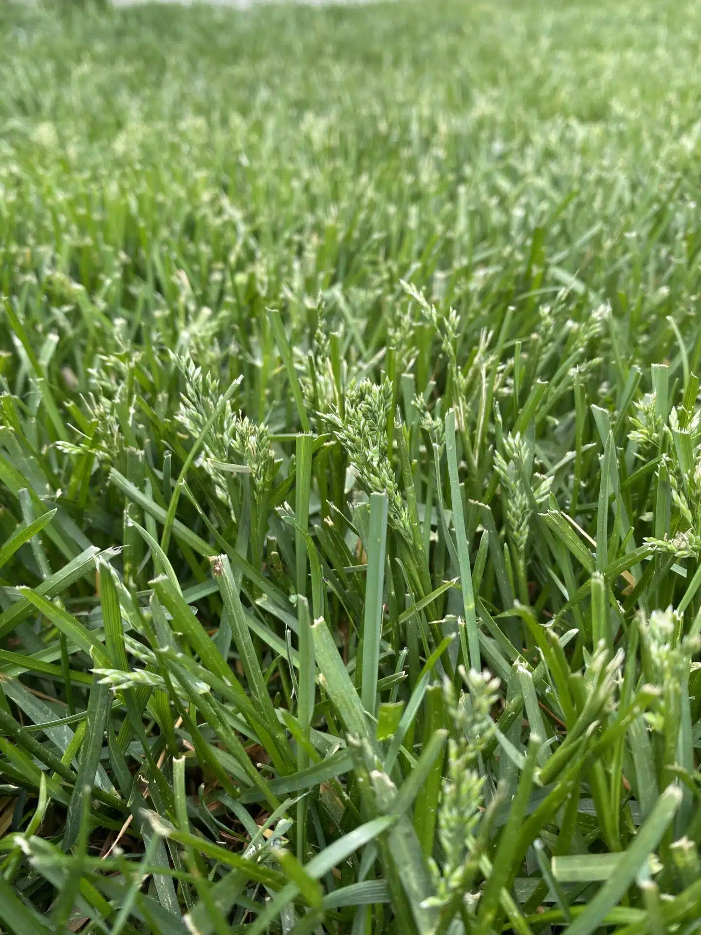 cool season grass going to seed