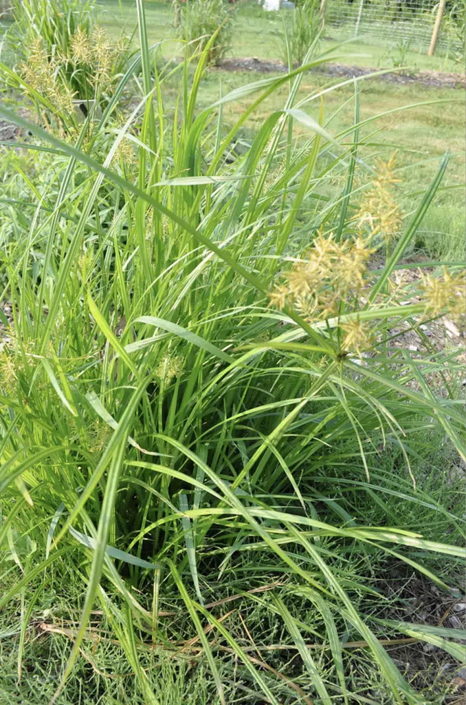 nutsedge bunch