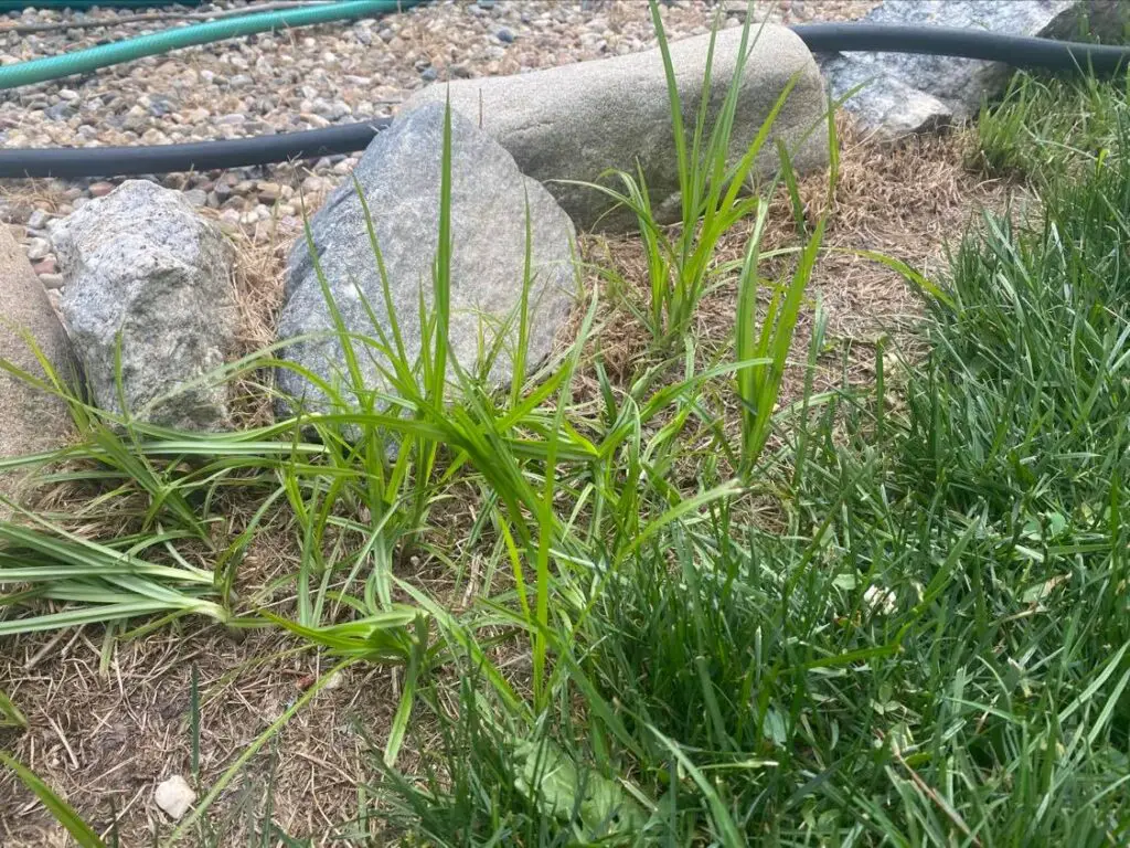 Nutsedge grass weed blades | how to get rid of nutsedge [nutgrass lawn weed]