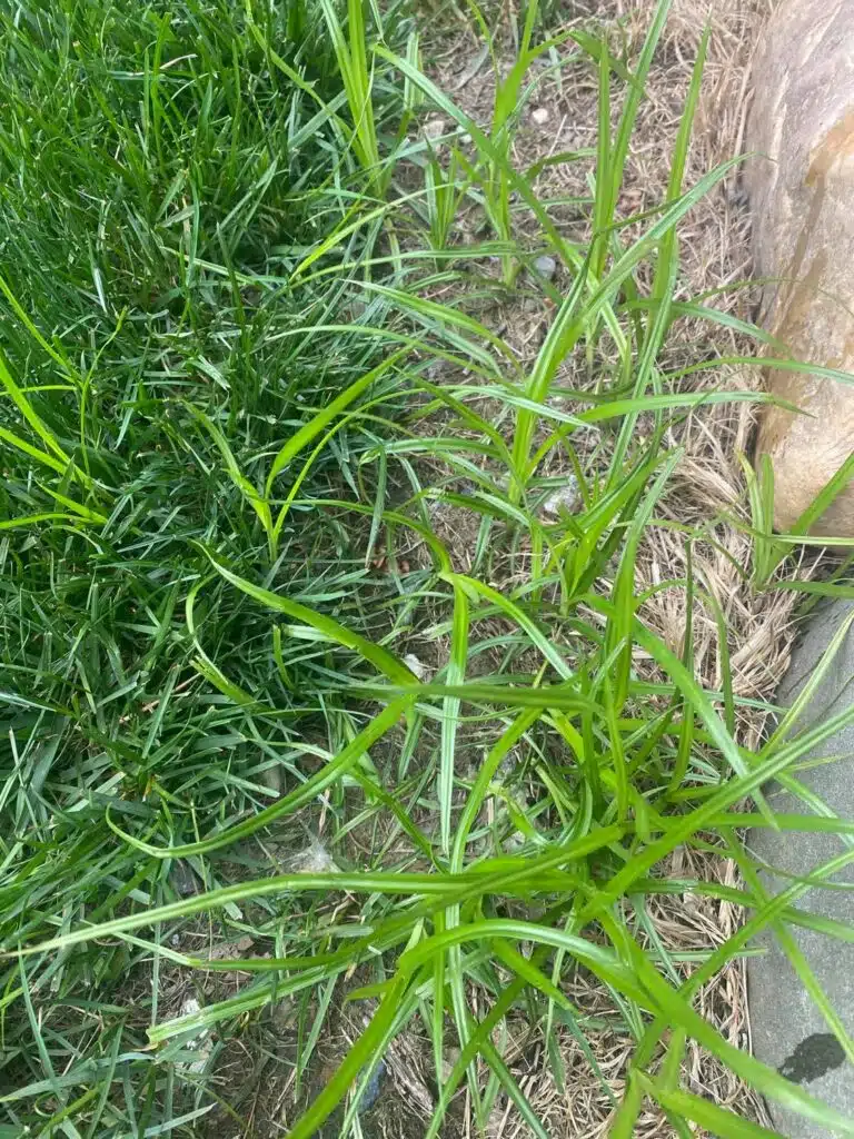 nutsedge-weeds
