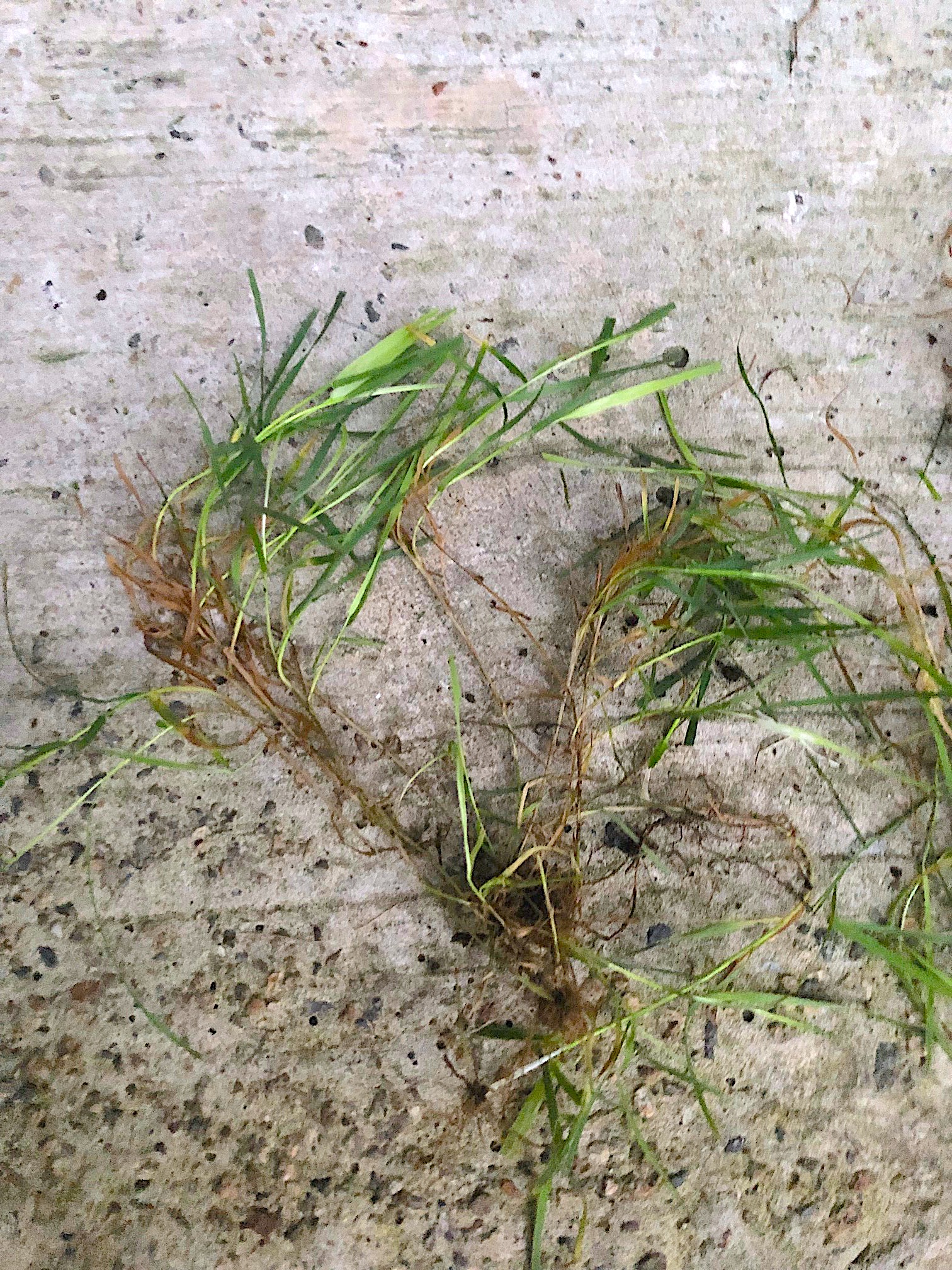 Creeping bentgrass bunch | how to get rid of bentgrass