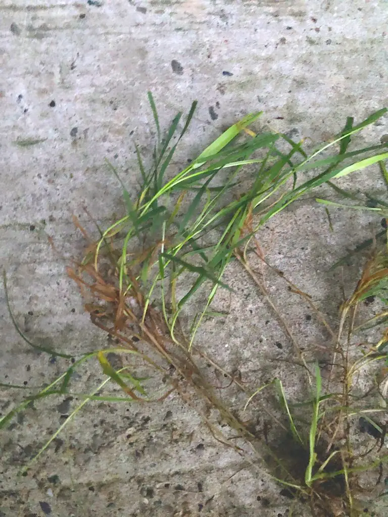 Creeping bentgrass grass blades | how to get rid of bentgrass