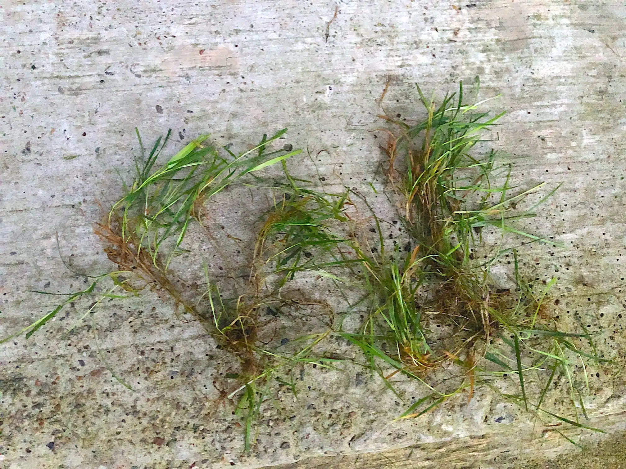 Creeping bentgrass stolons pulled up from a lawn