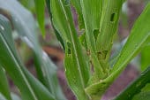 Armyworm damage | how to get rid of armyworms in your yard