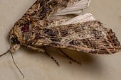 Armyworm moth | best armyworm killers for lawns (2022)