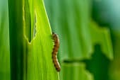 Armyworm on grass blade