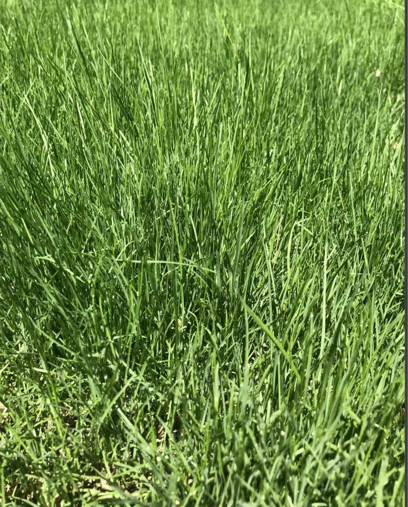 May 2020 new lawn renovation new grass