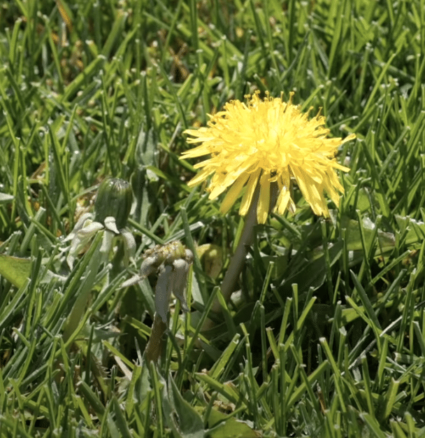 Dandelion weeds in lawn