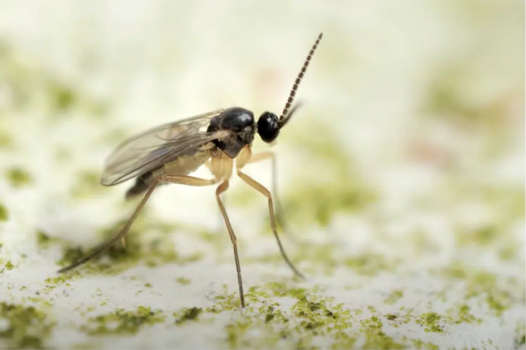 fungus gnats
