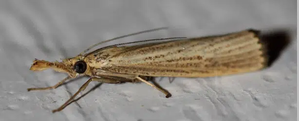 sod webworm grey