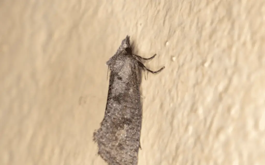 Sod-webworm-moth