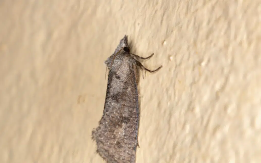 sod-webworm-moth