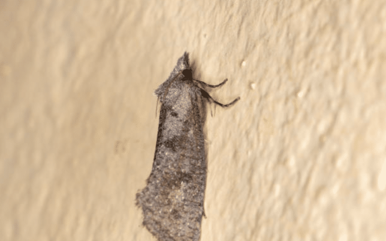 sod-webworm-moth