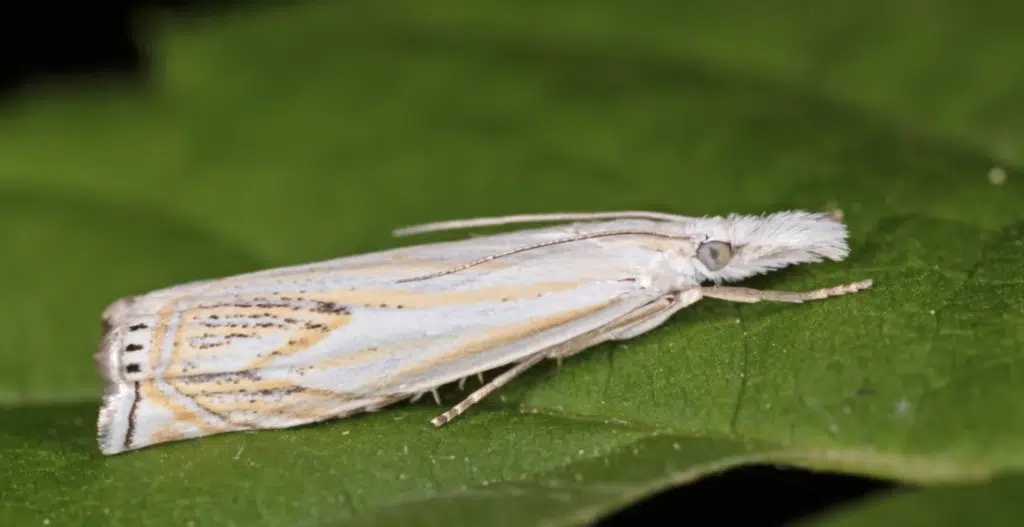 sod webworm white