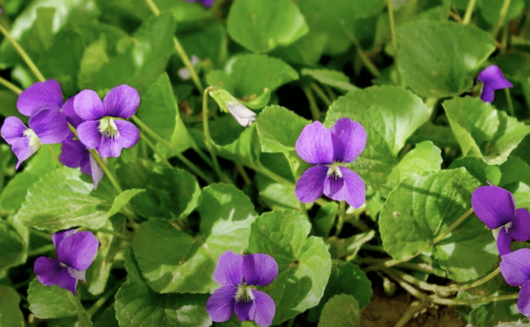wild violet purple flowers