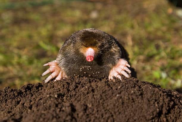 Mole in dirt | how to get rid of moles in your yard
